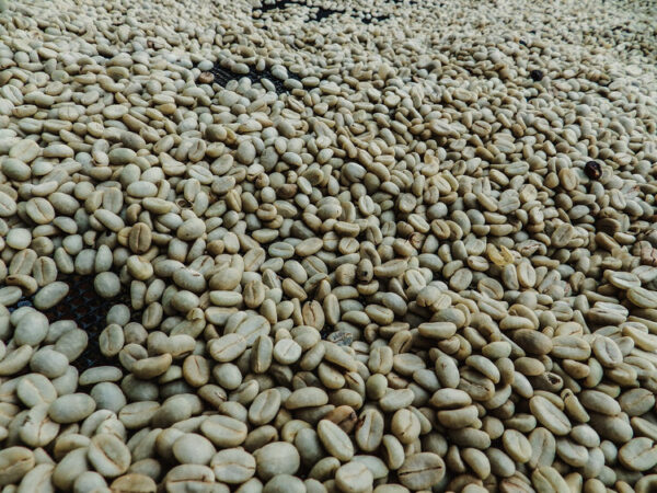 Orostat råkaffe - 70 kg - Bild 3