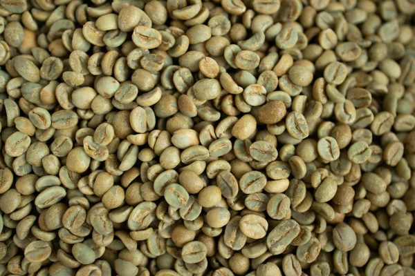 Oråstade gröna kaffebönor - kvinnliga kaffeskördare
