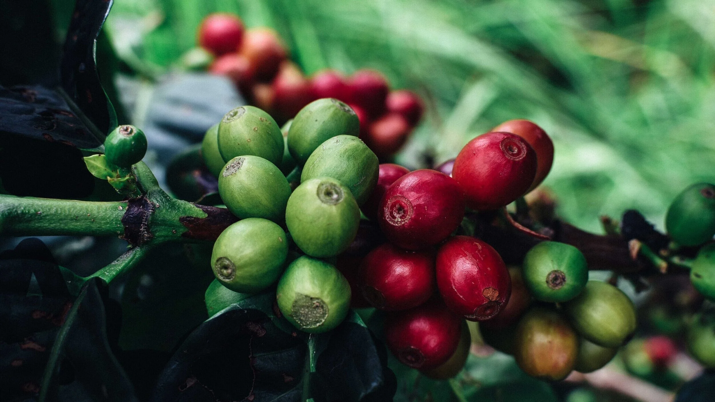 Castillo — Finca Misiones Green Beans 30 kg